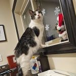 Eagleswood Veterinary Hospital