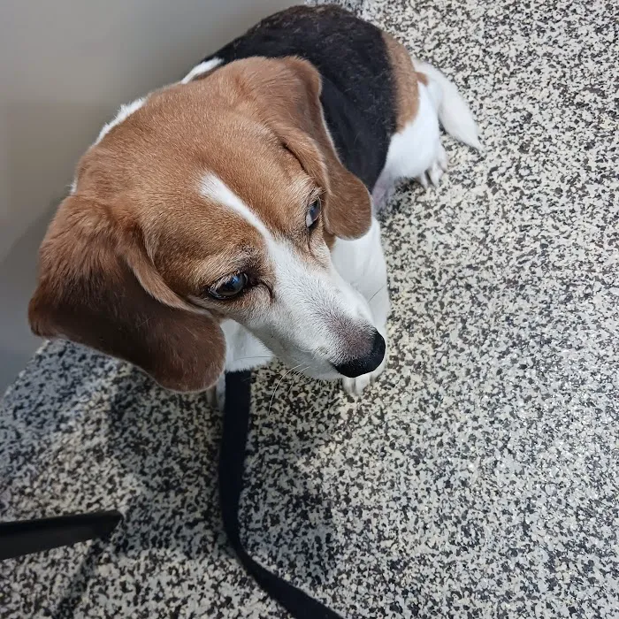 Eagleswood Veterinary Hospital Picture 4