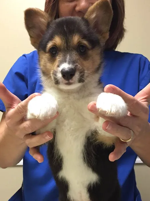 Dongan Hills Veterinary Practice Picture 6