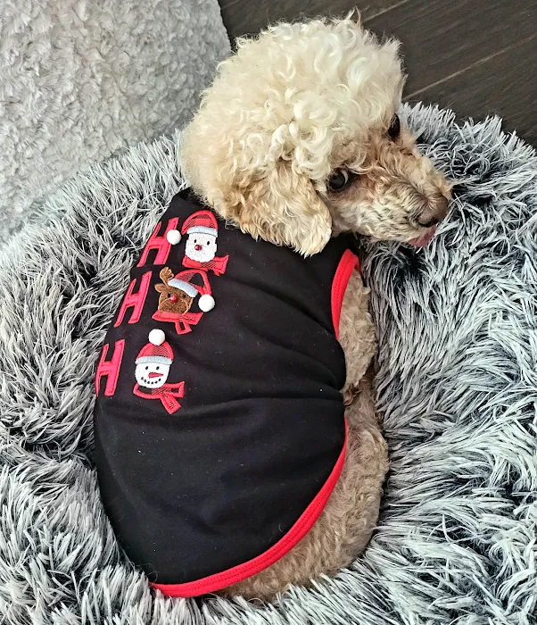 Gussied Up Pet Boutique Picture 7