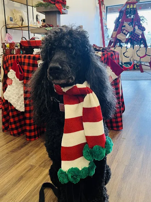 Gussied Up Pet Boutique Picture 10