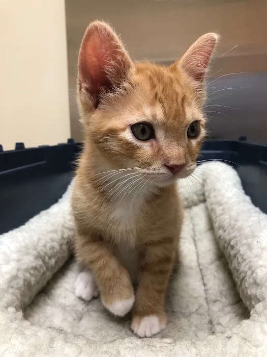 Hylan Animal Hospital Picture 8