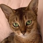 Hylan Animal Hospital
