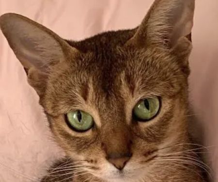 Hylan Animal Hospital