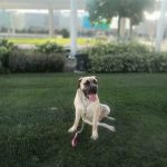 Premier Pet Supply