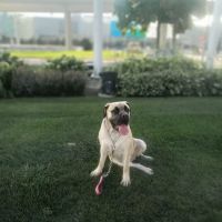 Premier Pet Supply ico