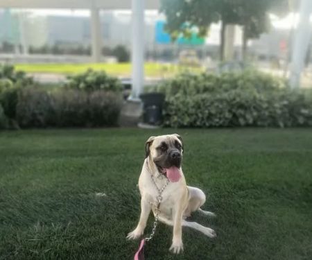Premier Pet Supply