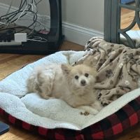 CompleteCare Veterinary Center ico