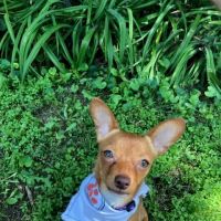 Pawstries ico