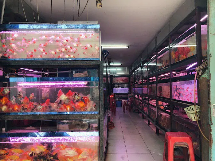 Amazing Discus Aquarium (James Aquarium) Picture 3