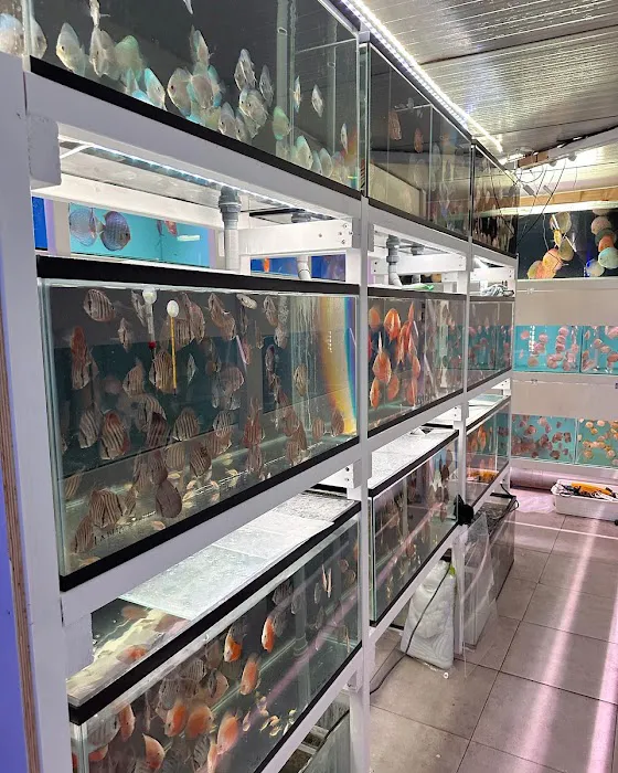 Amazing Discus Aquarium (James Aquarium) Picture 2