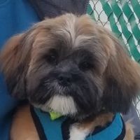 Kris Mammas DVM ico