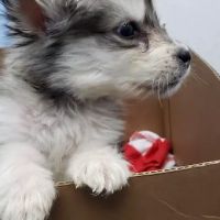 Bayonne Veterinary Medical ico