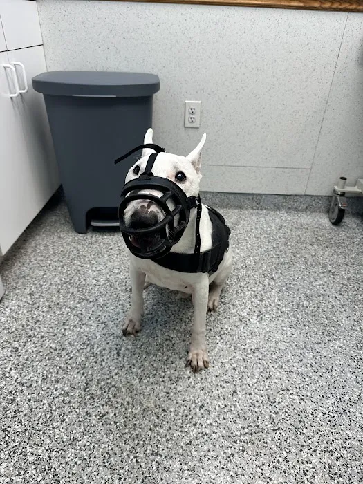 Bayonne Veterinary Medical Picture 9