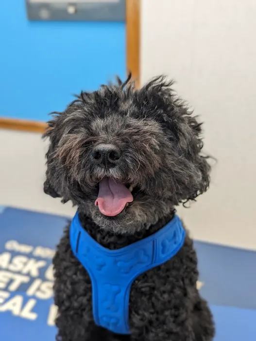 Bayonne Veterinary Medical Picture 4