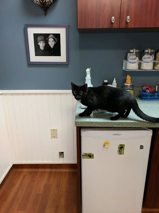 Animal Mansion Veterinary Hospital Picture 10