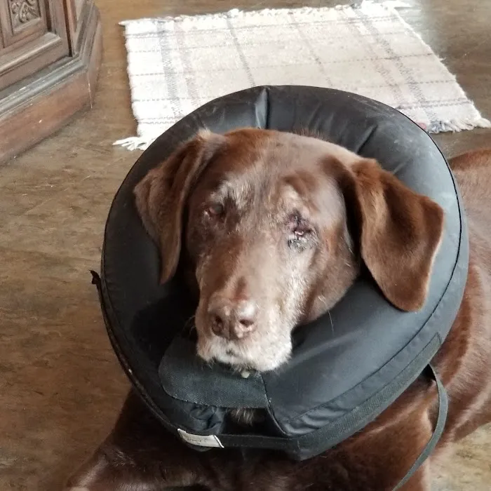 North Warren Animal Hospital Picture 8
