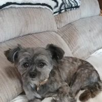 Petco ico