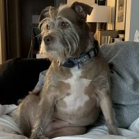 Hamlin Veterinary Clinic ico