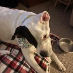 Buffalo & Beyond Veterinary Services