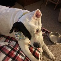 Buffalo & Beyond Veterinary Services ico