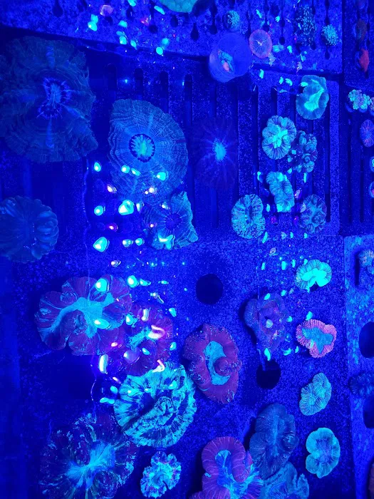 Detroit Reef Club Picture 4
