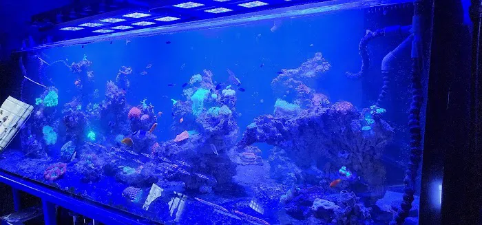 Detroit Reef Club Picture 7