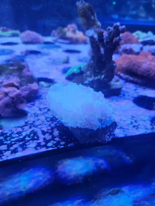 Detroit Reef Club Picture 2