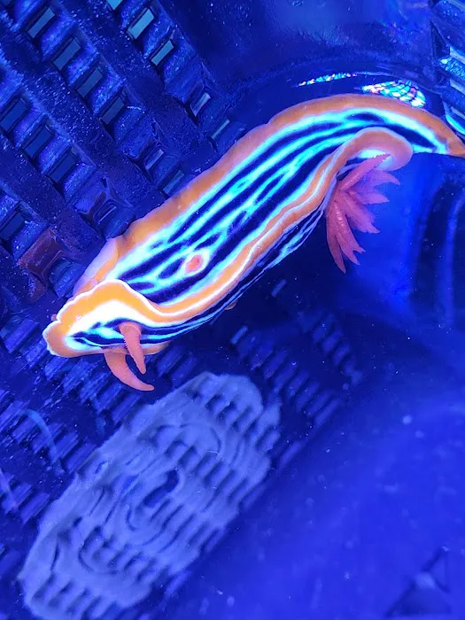 Detroit Reef Club Picture 1