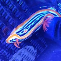 Detroit Reef Club ico