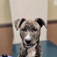Advanced Veterinary Care ico