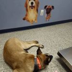 Wantage Veterinary Hospital