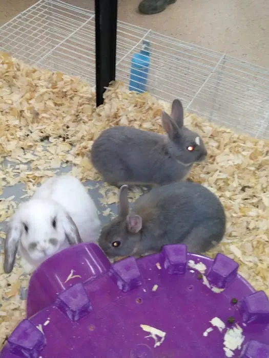 Greenwood Pets & Plants Picture 9
