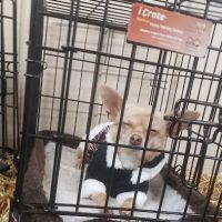 Greenwood Pets & Plants ico