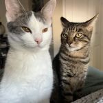 Family Veterinary Services