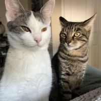 Family Veterinary Services ico