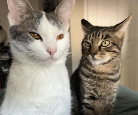 Family Veterinary Services