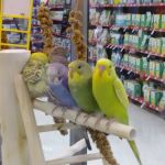 Petco