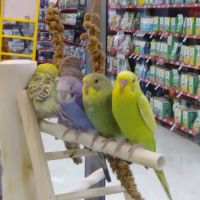 Petco ico