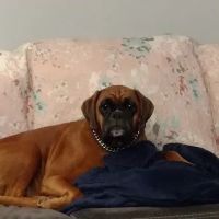 Hamburg Veterinary Clinic ico