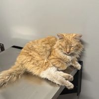 Vernon Veterinary Clinic ico