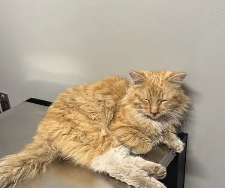 Vernon Veterinary Clinic