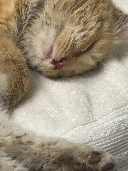 Vernon Veterinary Clinic Picture 9