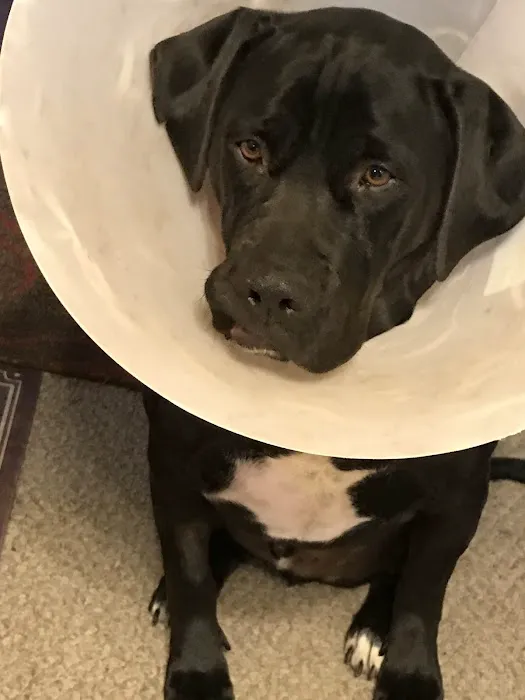 Vernon Veterinary Clinic Picture 6