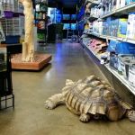 Lou's Pet Shop