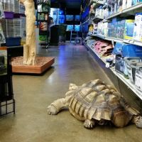 Lou's Pet Shop ico