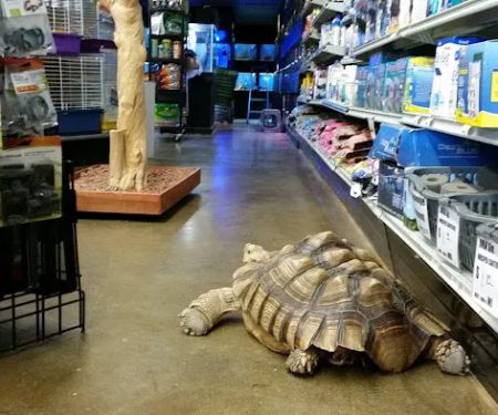 Lou's Pet Shop