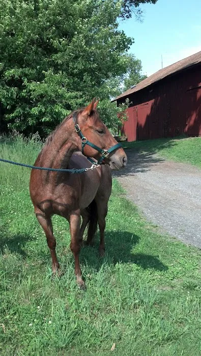 Woods End Equine Veterinary Services Picture 3