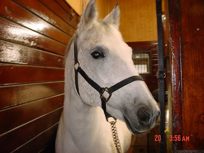 Woods End Equine Veterinary Services Picture 5