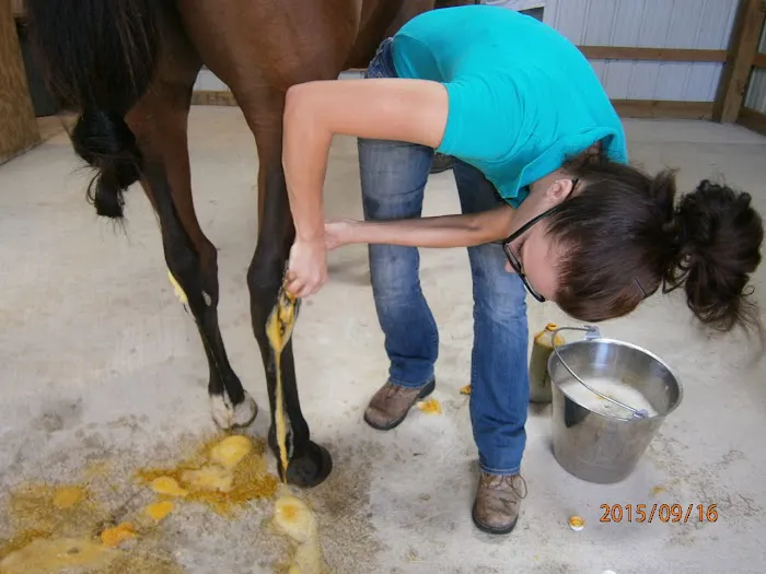 Woods End Equine Veterinary Services Picture 9
